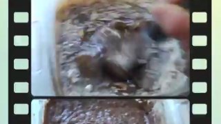 Paleo Coconut Brownies Recipe