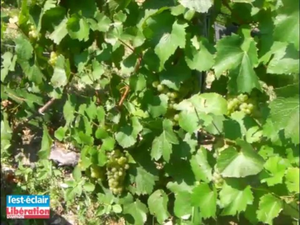 C'est parti pour les vendanges 2011