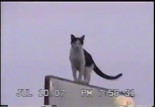 Chat descend d'un poteau de Basket
