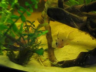 atispinosa - alevins nage libre j1 - 19/03/13