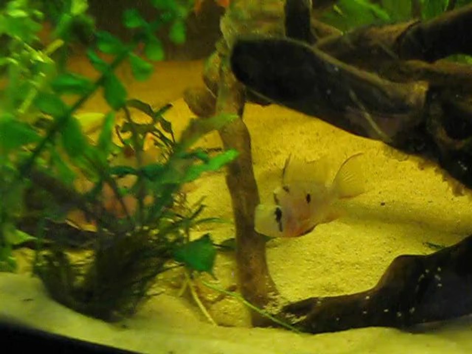 atispinosa - alevins nage libre j1 - 19/03/13