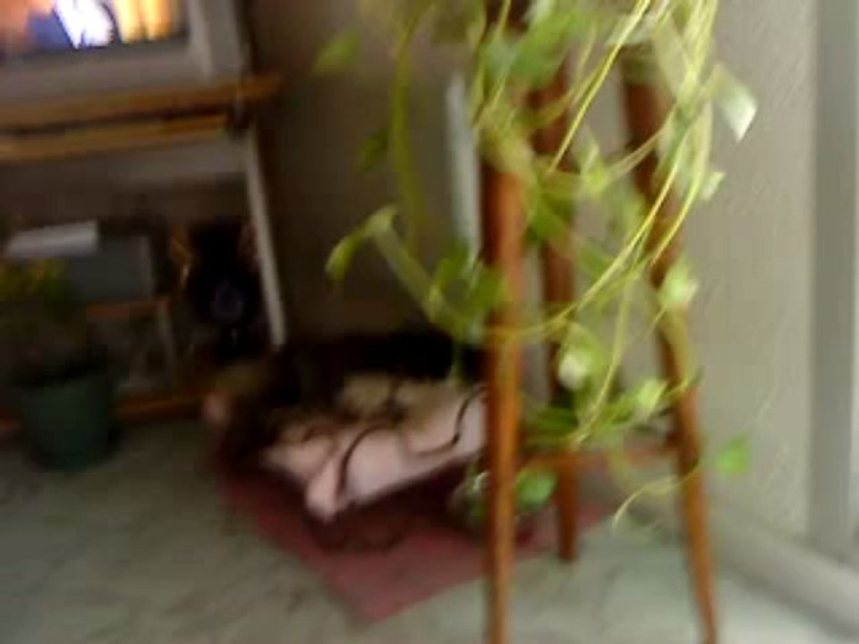 mouette  pic le repas de romina [Bonne qualité, grande taille]