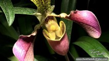 Exposition Mille et une Orchidées, Jardin des Plantes