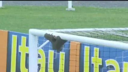 Brasil -  Un panal de abejas retrasa el comienzo de un partido