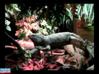 Des pompiers formés à la capture des reptiles