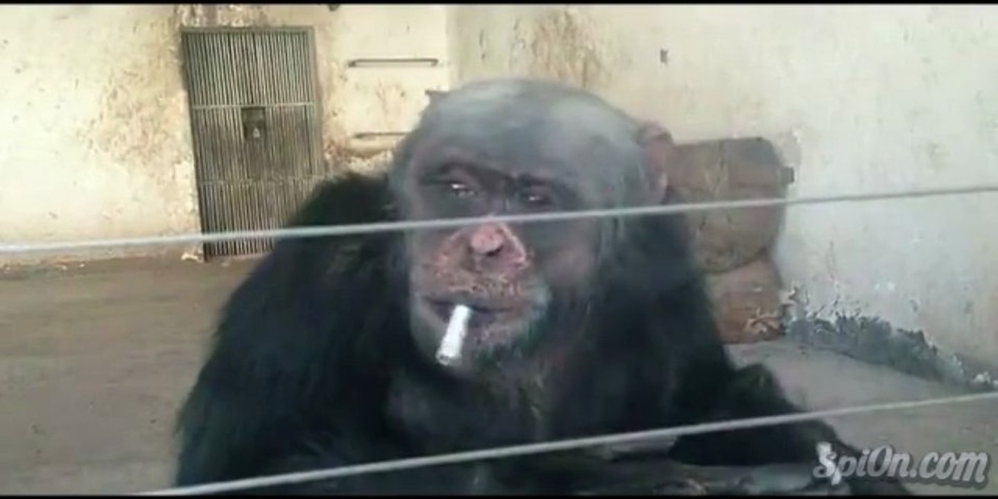 Chimpanzé fume 2 cigarettes