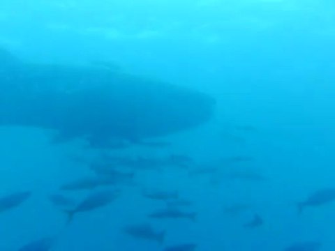 Requin baleine Koh phi phi