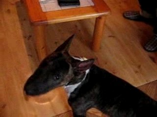 bull terrier bringé blanc