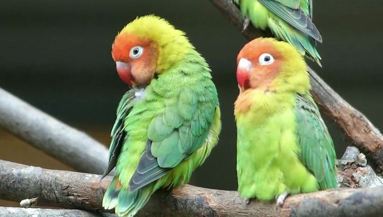 Le jardin aux oiseaux