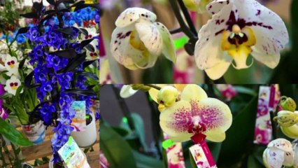 4ª  Exposição de orquídeas do Porto 2013