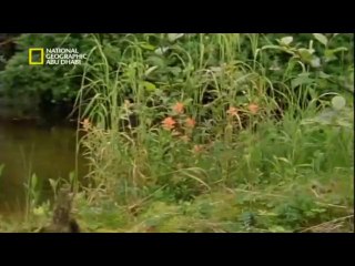 الفيلم الوثائقي جزيرة الدببة