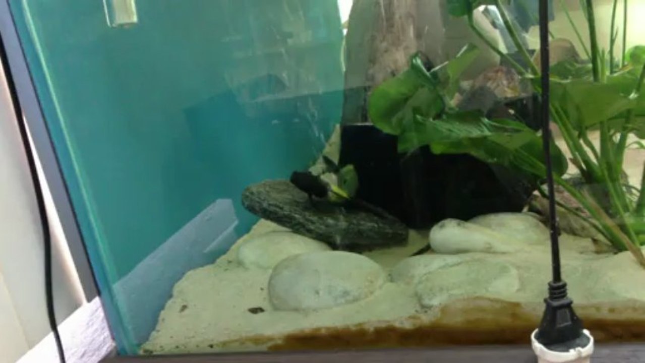 F0 ikola kaiser yumurta