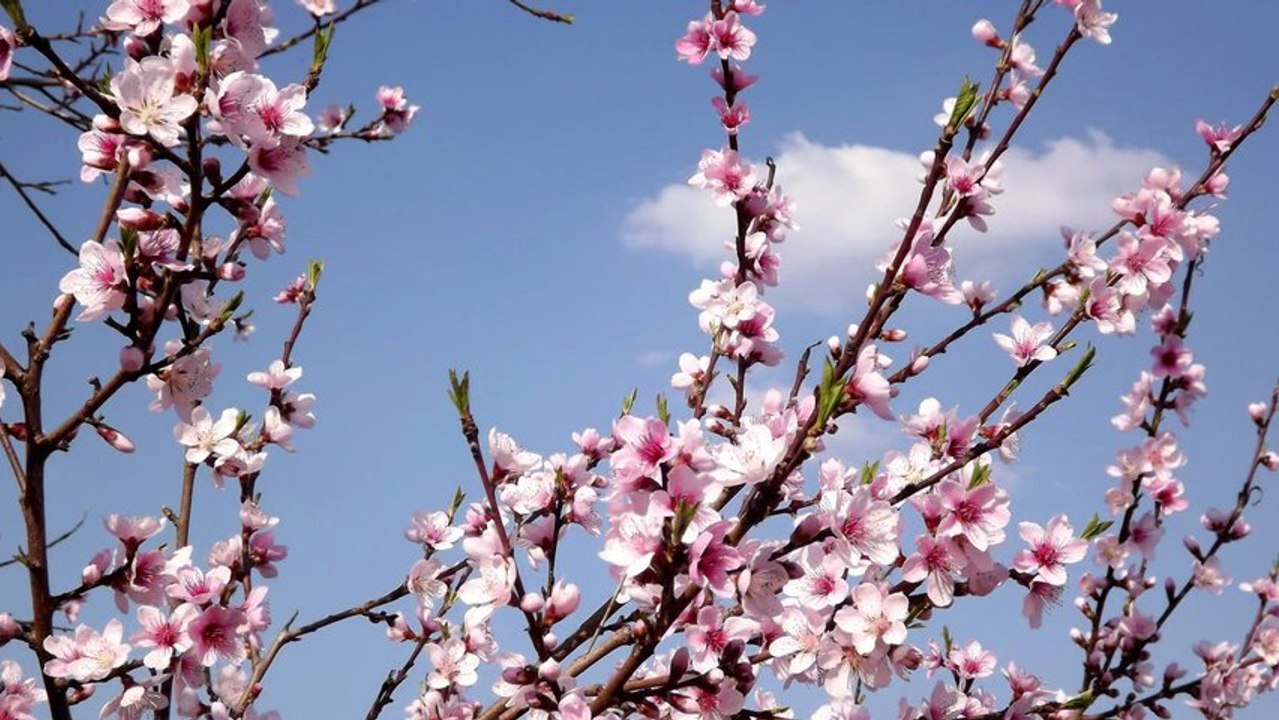 Quand vient le printemps