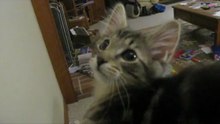 Котенок мяукает как козленок!