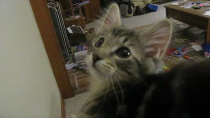 Котенок мяукает как козленок!