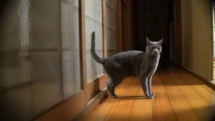 un chat frappe à la porte