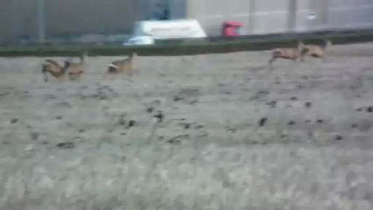 Chevreuils de plaine .