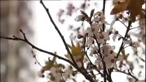 C'est le printemps ce 20 mars à Paris ! Oui mais 