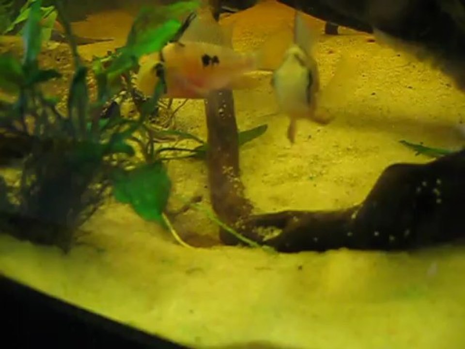 nage libre alevins alti le 20 mars 2013