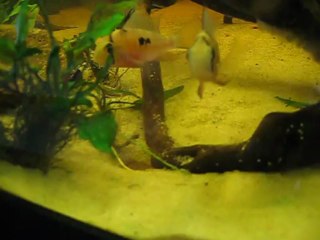 nage libre alevins alti le 20 mars 2013