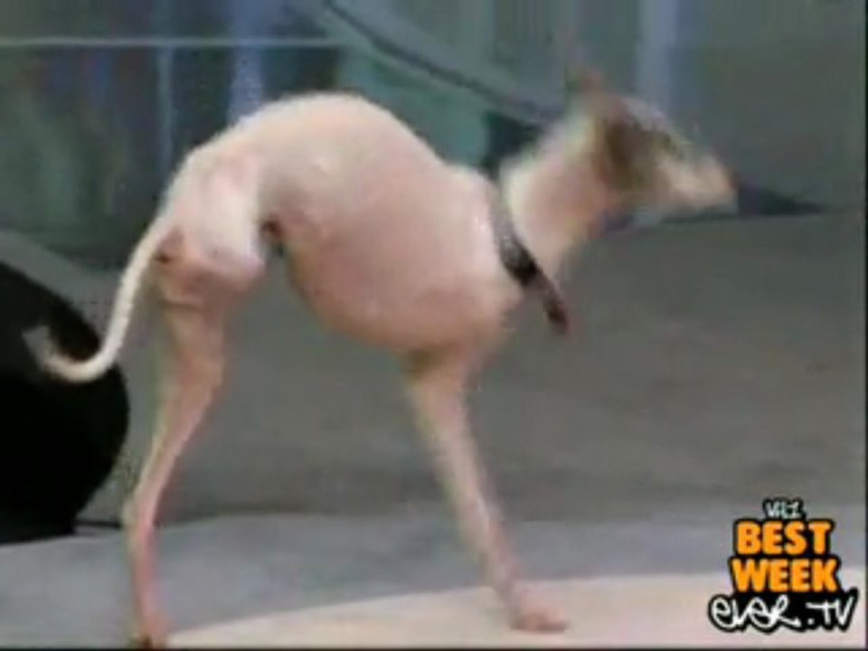 Dominic le chien à 2 pattes !