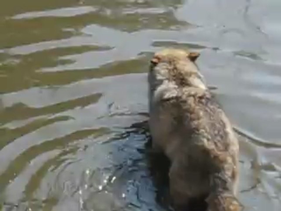 bain du loup
