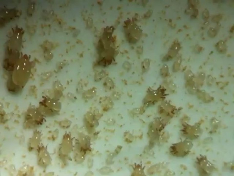 Acarus siro