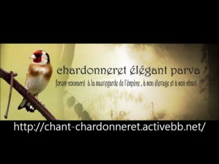 Chant Chardonneret parva Htatba