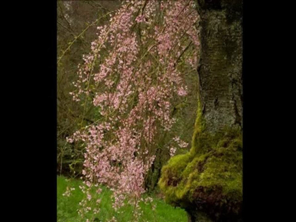 PhotoStory 墓場に舞う、「桜三月散歩道」