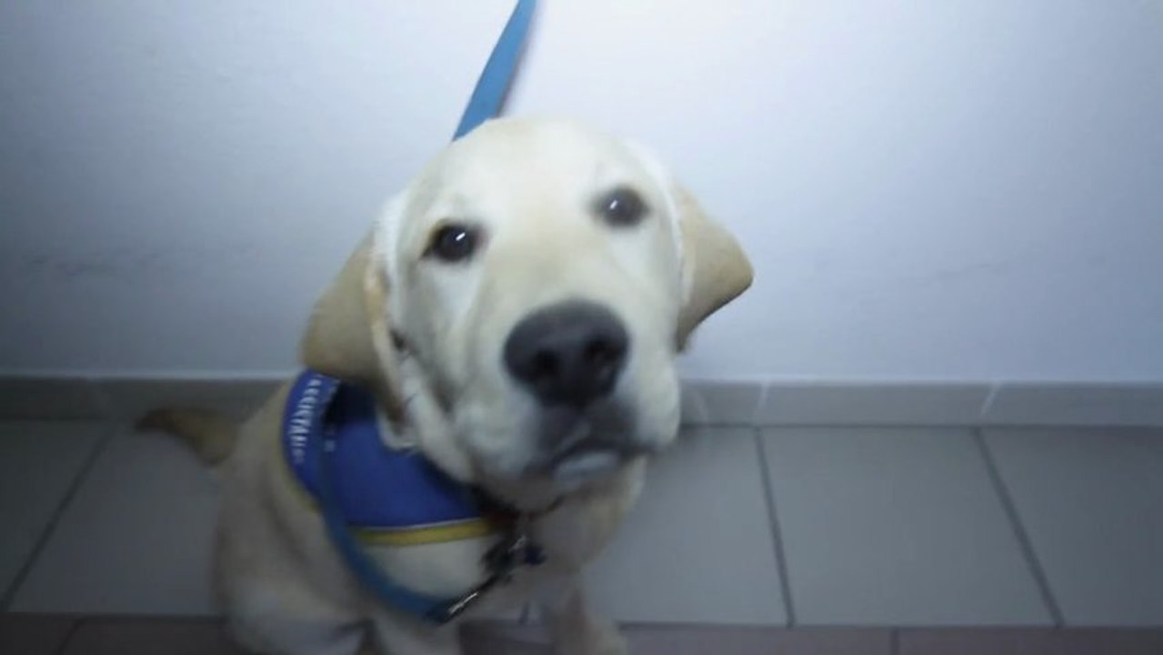 cypriere_zootherapie