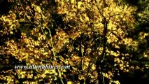 Stock Video - Patterns Of Nature 01 clip 01 - Stock Footage