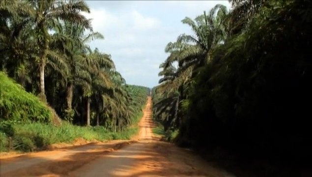 Pour une durabilité dans le Secteur des Palmiers à Huile