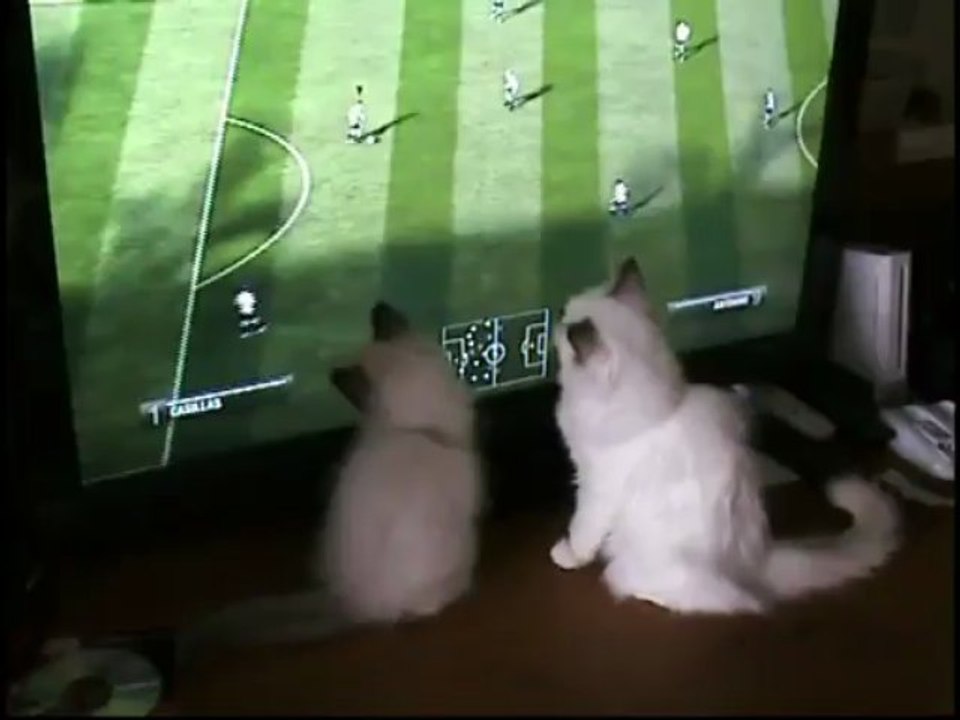 Chatons Sacrés de Birmanie