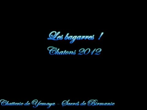 Chatons Sacrés de Birmanie - Les bagarres