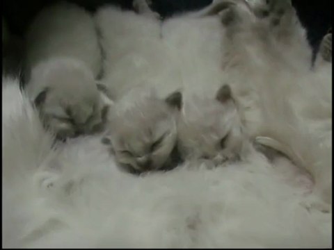 Chatons Sacrés de Birmanie 2012 - Premiers jours