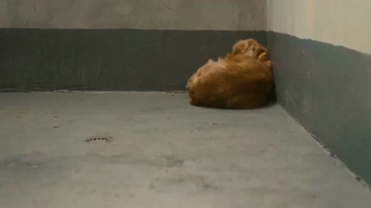 Boule et Bill film complet en Entier VF en français streaming DVDRip [HD]