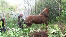 Des chevaux pour arracher les plantes invasives