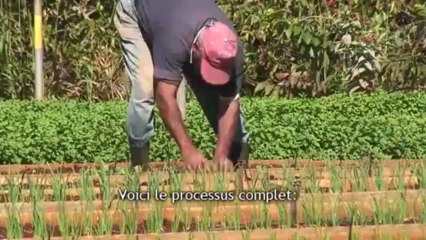 Semences, Les Racines Du Nouveau Monde