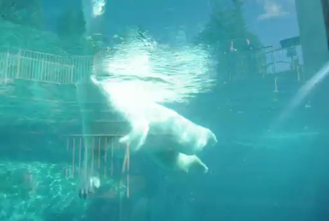 Danse de l'Ours Blanc lors d'un voyage au canada avec Meltour
