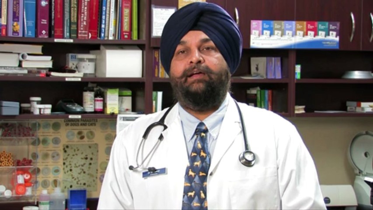 Welcome to HWY 403-Dundas Animal Hospital