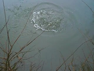 Sandre d'Automne au Leurre Souple