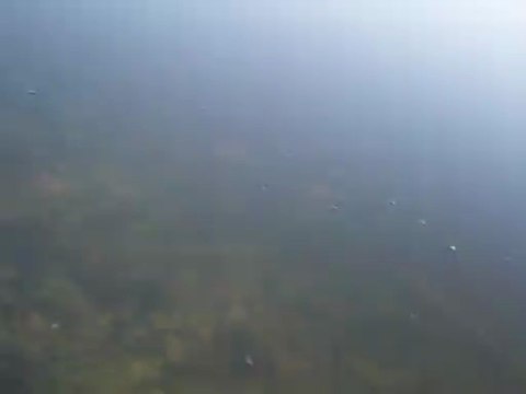 Black Bass Pyrénées Orientales Perpignan