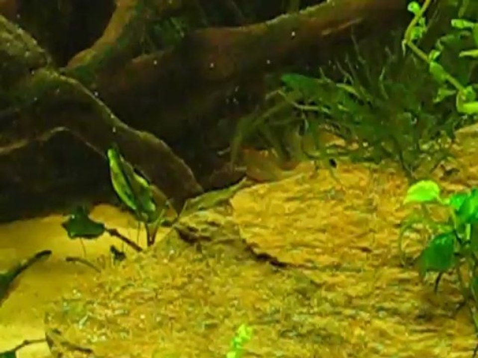 altispinosas - alevins nage libre J3