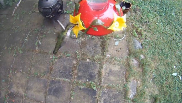 Colibris femelle puis mâle