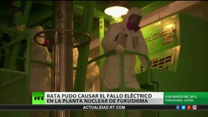 Una rata, a punto de causar otra catástrofe nuclear en Fukushima