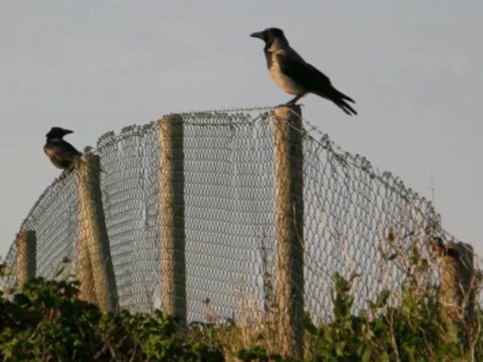 Vögel - Krähe - Corvus - Crow