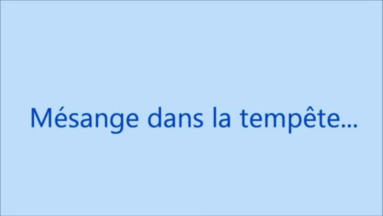 Mésange dans la tempête