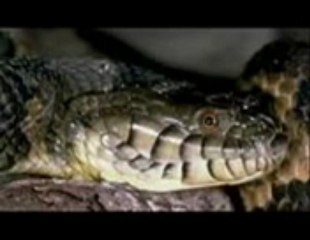 yılanın rasulullah aleyhisselatü vesselam efendimize olan aşkı