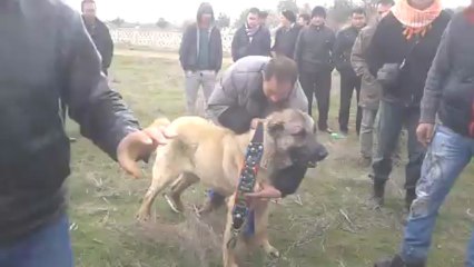 DERVİŞ İLE PAŞA