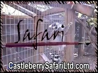 Pet Kinkajous For Sale Austin TX | (512) 639-4087